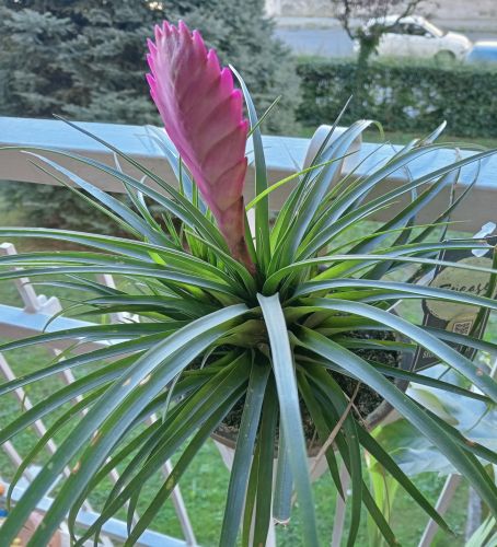 #Bromelia dai fiori rosa #magica #IIfioritura