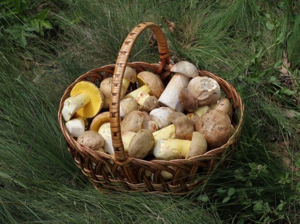 Ricetta di Gusto Italiano con funghi porcini e crepes gratinate